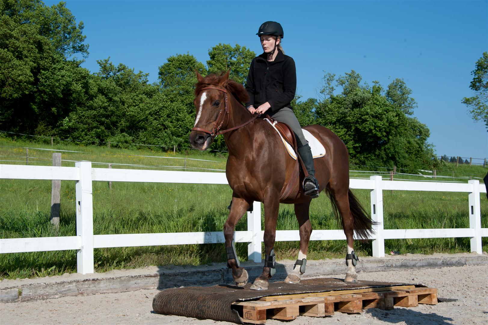 DSC_8236 (Large).jpg